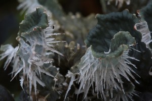 Detail of the rhizines on the underside of the thallus of the dog lichen (Peltigera membranacea).