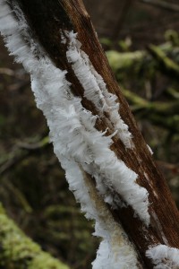 Hair ice on the dead stem of a hazel (Corylus avellana) in temperate rainforest beside the Farigaig River. 