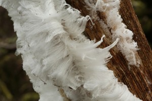 Detail of the hair ice on the dead hazel, showing the structure of the filaments.