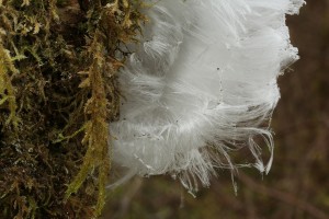 This section of the hair ice was emerging from part of the dead hazel stem that was covered in moss.