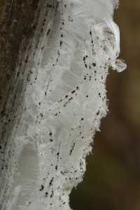 Another patch of the hair ice, showing the structure of the filaments.