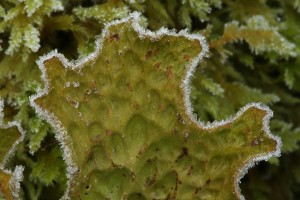 Closer view of the tree lungwort (Lobaria pulmonaria) and its fringe of frost crystals.