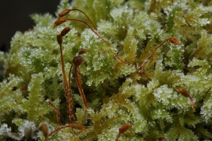 Slender mouse-tail moss (Isothecium myosuroides) with spore capsules, covered in frost crystals.