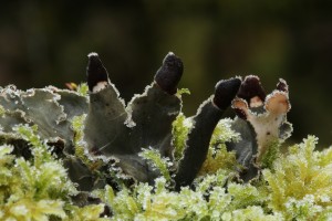 Another group of apothecia on a different patch of the same dog lichen (Peltigera praetextata).