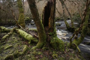 Here the tributary burn on the right flows into the Farigaig River behind, in the midst of a nice stand of moss-covered trees.