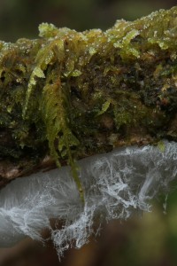 Another view of the mamillate plait-moss (Hypnum andoi) on a dead hazel stem with hair ice emerging from it. 