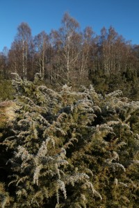 Juniper bush covered in frost, with birch trees behind.