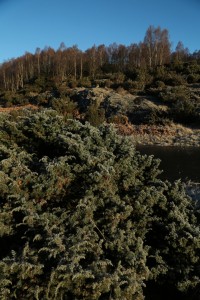 Juniper bush (Juniperus communis) covered in first with birch trees behind in early morning sunshine at Dundreggan.