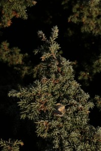 Detail of the frost on one of the junipers, which has a birch leaf caught amongst its needles.