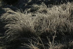 Grass covered in a thick layer of frost and backlit by the early morning sun.