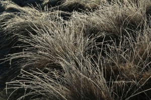 Closer view of the grass covered in frost.