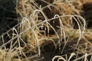 Detail of some of the grass, showing the crystalline structure of the frost on it.