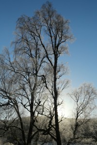 Birch trees covered in frost, backlit against blue sky in early morning sunshine at Dundreggan.
