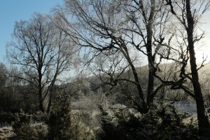 Birches and juniper bushes, encrusted with frost, and backlit in the early morning light.