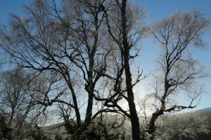 Birch trees covered in frost, backlit against blue sky in the early morning sunshine at Dundreggan.