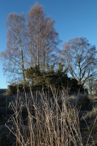Grass, junipers and birch trees covered in frost in the early morning.