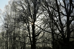 From this perspective, the landscape looks almost monochrome in colour, with the bright light of the sun contrasting with the dark shapes of the birch trees.