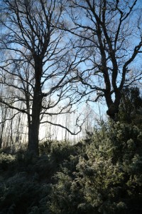 Backlit birch trees with a frost-encrusted juniper in the foreground, catching the early morning sun.