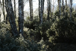 Backlit frosted junipers, growing as an understorey amongst the trunks of birch trees.