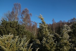 Juniper bushes and birch trees with some frost on them. By this time the sun had already melted much of the frost.