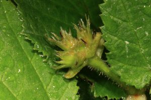 Three nuts are just beginning to form from the female flower of this hazel that was fertilised earlier in the spring.