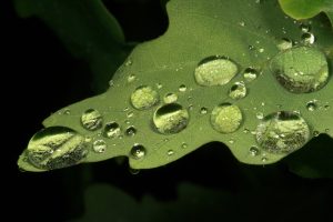 Raindrops on a leaf of the oak tree (Quercus petraea).