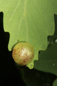 Another currant gall on one of the oak's leaves.