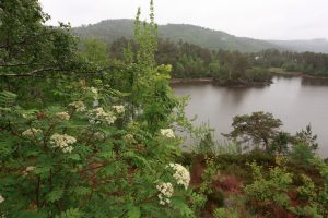 Rowan tree in flower, with Scots pine, aspens and downy birches, overlooking Loch Beinn a' Mheadhoin in Glen Affric.