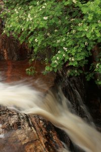 Closer view of the rowan branches and flowers, hanging over the cascading waters of the Allt na Imrich.