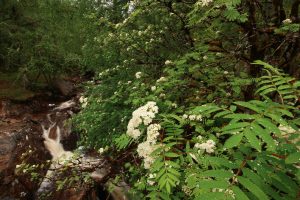 The clusters of flowers on a rowan are known as corymbs, each of which contain up to 250 individual blossoms.