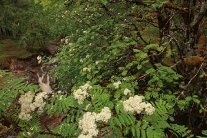 Rowan tree (Sorbus aucuparia) in flower, overlooking cascades on the Allt na Imrich burn in Glen Affric.