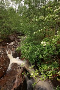 Another view of the rowan in flower beside the cascades on the Allt na Imrich.