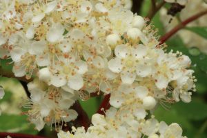 Close up photo of one of the clusters or corymbs on the rowan beside the Allt na Imrich.