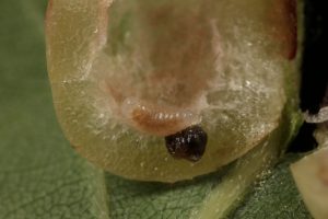 Larva of the common spangle gall wasp (Neuroterus quercusbaccarum) inside one of the currant galls.