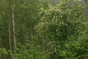 Rowan tree in full flower, amongst silver birches (Betula pendula) and hazels (Corylus avellana) at the eastern end of Glen Affric.