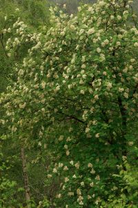 Closer view of the rowan tree covered in flowers.