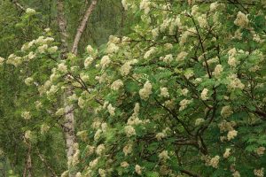 Another view of the rowan, with the trunk of a silver birch (Betula pendula) behind.
