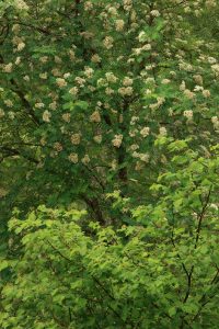 Here, the new leaves of a young hazel are reaching up towards the rowan and all its flowers.