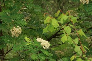Closer view of some of the rowan flowers and the fresh hazel leaves.