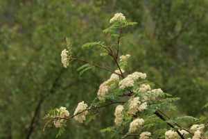 The rowan flowers were just at the peak of their blossoming period, and would soon begin to turn brown after being pollinated.