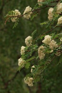 In the stillness of the morning, raindrops were poised on the ends of the rowan leaves, and on the flowers themselves.