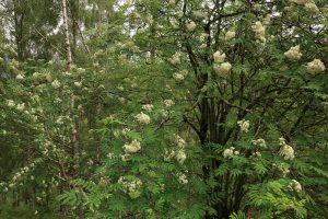 These rowans, also in full flower, were situated about 20 metres from the first one I had seen.