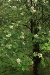 Closer view of one of the rowans.