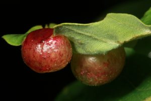 Sometimes the currant galls grow partially above the leaf, as well as below it.