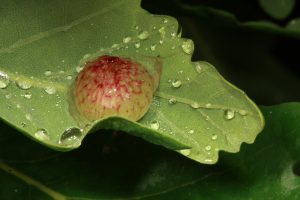 The water droplets on this leaf are surrounding a gall which has been induced by a common spangle gall wasp (Neuroterus quercusbaccarum). 