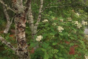 Another view of the young rowan tree loaded with flowers, beside the trunk of a downy birch.