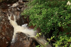 Rowan tree in flower beside cascades on the Allt na Imrich watercourse.