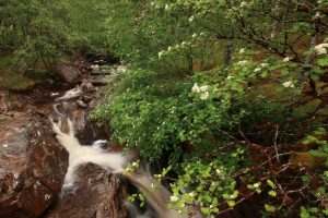 A wider-angled view of the rowan tree in flower beside the Allt na Imrich.