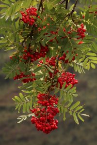 Backlit leaves and clusters of berries on the rowan tree.