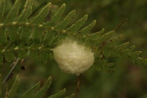There were several of these egg masses on the fronds in this patch of bracken.